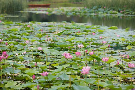 湖里盛开的莲花,沉浸在湖畔美景中让人忘记了头顶的炎炎烈日。