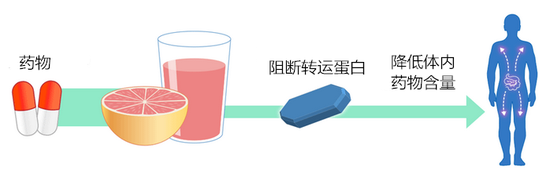 还有的药物,如非索非那定是被转运到细胞内。葡萄柚汁可以阻断转运体的作用,减少体内药物的含量,并可能导致药物失效。