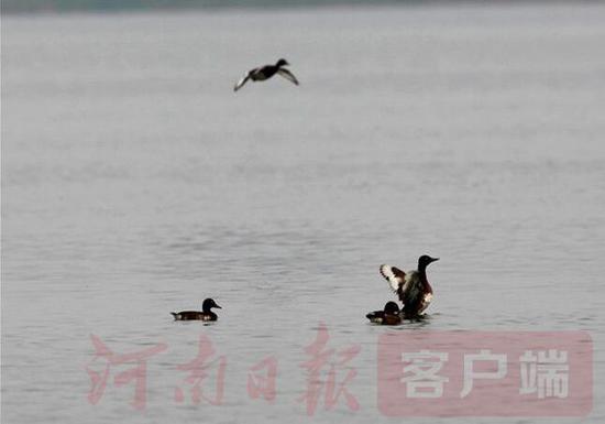 河南日报客户端记者 陈慧