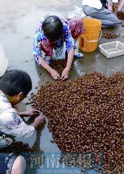 蝉是不少人童年记忆里的美味 还被称为“唐僧肉” 市场需求量越来越大 已形成产业链