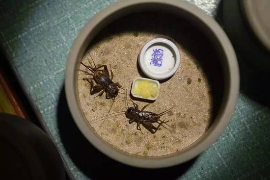 河南小乡村蟋蟀生意火爆 价格倍增有村民能赚