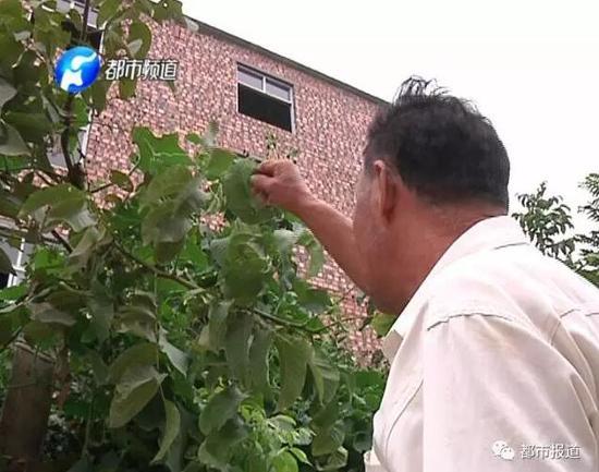 在荥阳市豫龙镇焦寨村,村民们提心吊胆的在树叶间寻找着,隐藏在树叶间的小东西让很多村民疼痛难忍。