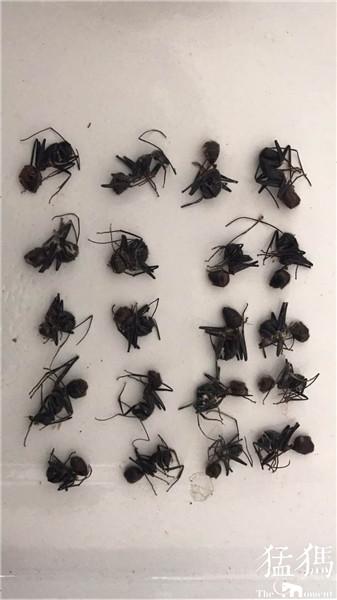 河南检验检疫局截获甲虫和巨人恐蚁 收件人为