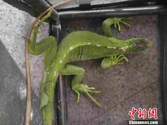 图为被救助的绿鬣蜥。昆明市森林公安局图
