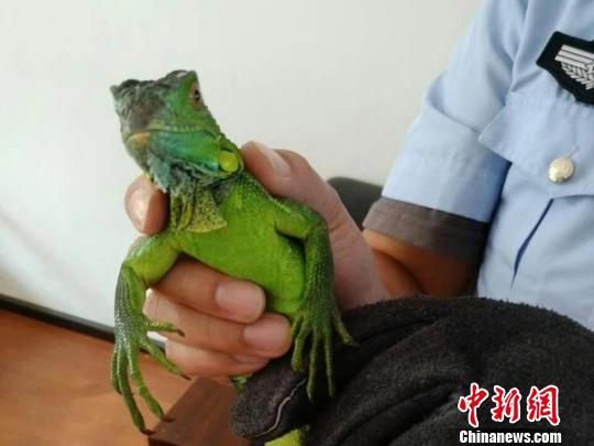 图为被救助的绿鬣蜥。昆明市森林公安局图
