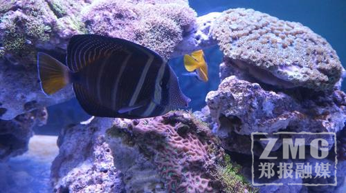 據介紹，“南海之美”主題展覽分為“南海家園”、“南海寶藏”、“生態萬象”、“奇特的海洋生物”和“南海生態保護”五個板塊。