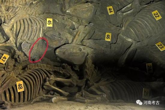 三號車馬坑MA046頭側的銅馬銜