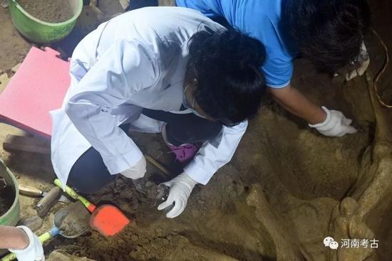 工作人員采集馬骨土樣