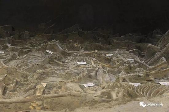 鄭國三號車馬坑出土馬骨近景照