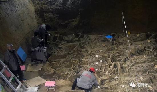 工作人員在細致清理馬骨