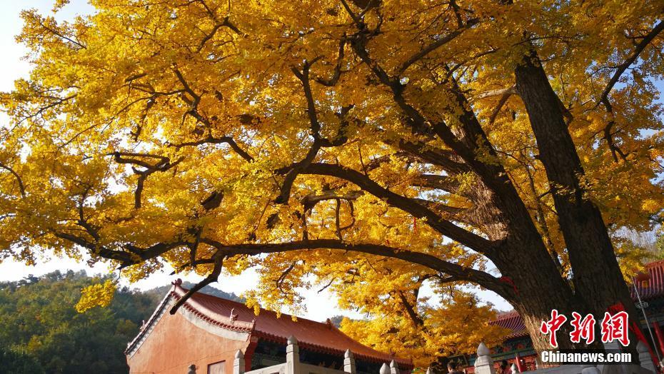 深秋时节，鲁山县文殊寺内的五棵银杏古树叶子金黄，遮天蔽日，远观树冠宛如金色云霞，蔚为壮观。韩章云 摄