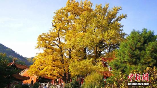 在巍峨挺拔的银杏古树衬托下，寺庙建筑显得十分袖珍，阵阵山风，悠悠荡荡，古树向人们倾吐着亿万年的历史变迁。韩章云 摄