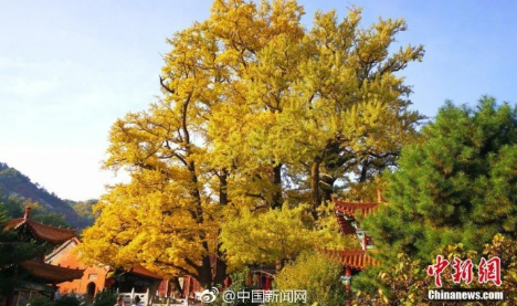 据悉，5棵银杏树树龄已经超过两千八百多岁，最大的树围6.9米。网友：好美!这才是秋天正确的打开方式!(韩章云  摄)