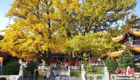 在河南省平顶山市鲁山县千年古刹文殊寺内，有5棵千年银杏树。