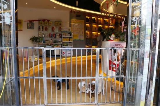 超享受！郑州这家宠物生活馆，满足你吸猫吸狗的所有幻想！