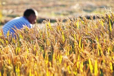 河南开封:金秋稻田美如画 农民田间丰收忙