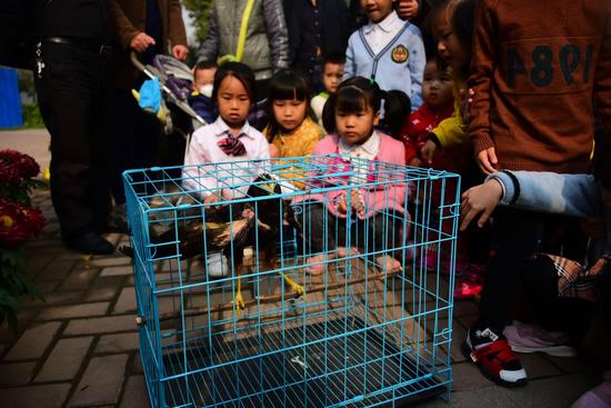 董站长随后对白头鹞进行了初步检查和测量。
