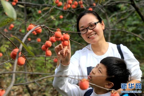 荥阳柿饼是当地的知名特产。如今，该村依然种植有十多万棵柿子树，成为村民脱贫致富的“金果果”。