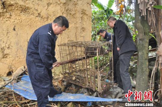 图为被救助的红面猴。　田仁梅　摄