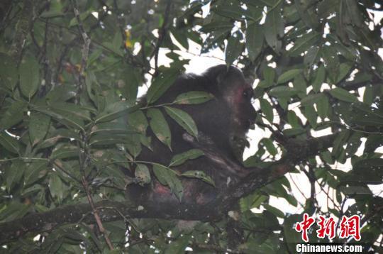 图为已被放生的红面猴。　田仁梅 摄