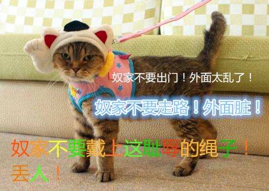 猫不能遛，还有科学道理——有猫专家称，猫不能遛是因为：