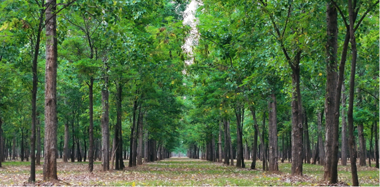 王园线黄河绿色廊道—焦作孟州市竹园村示范段。