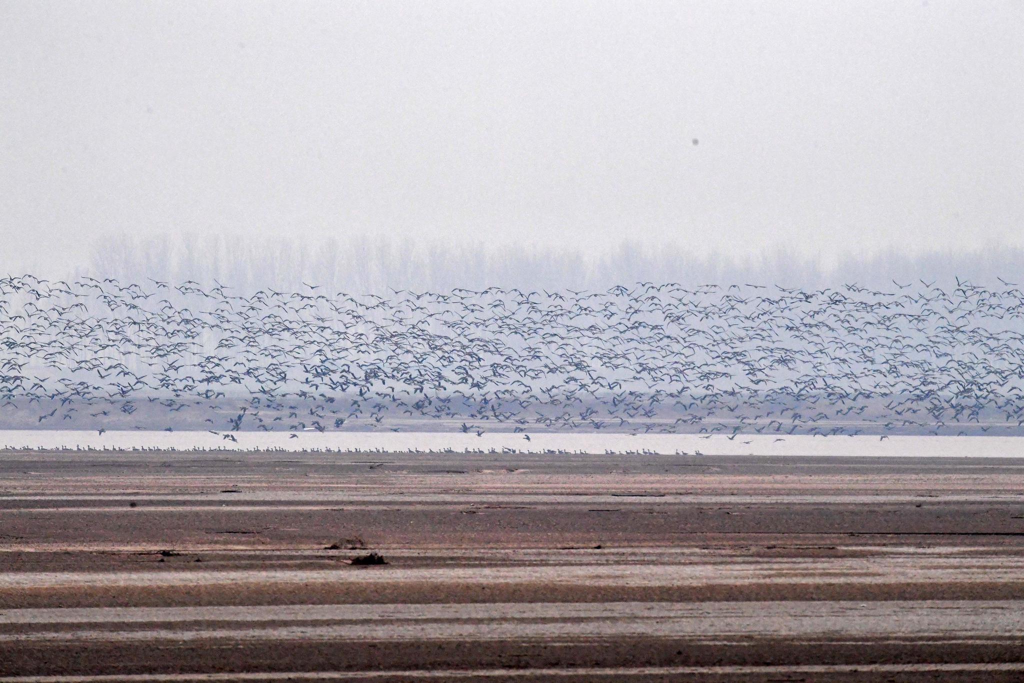 这是12月25日在河南省长垣县境内的黄河湿地拍摄的大雁。