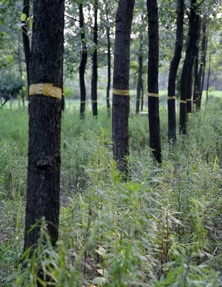 河南人的爬叉情结 岁月磨灭不了的儿时记忆