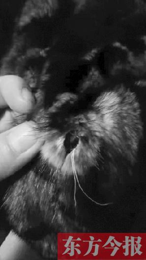 郑州女子5000元买貂皮大衣破洞频出 维修三次没修好