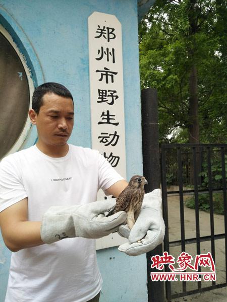 被救的红隼幼鸟