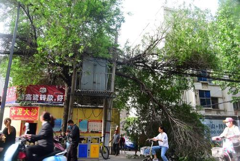 ֣�ݽ�ͷ������֦�����ζ� ��Ͼ���������