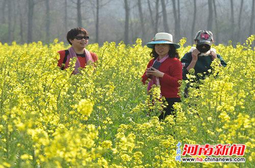 43万亩油菜花迎风怒放。陈世军 摄