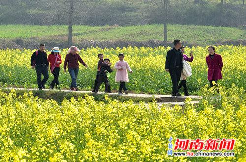 43万亩油菜花迎风怒放。陈世军 摄