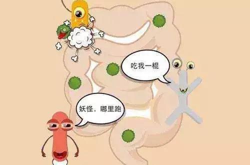 但是益生菌发生作用，需要三个条件：有足够数量、活着到达肠道、对宿主有益。