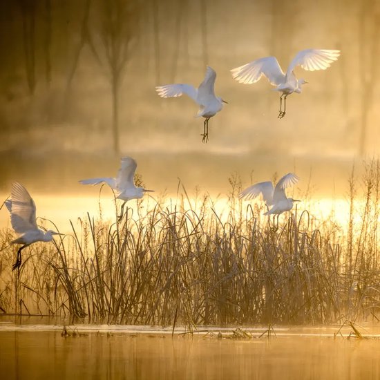 　　12月14日，信阳罗山县董寨橙空如染，一列白鹭衔着曦光飞越草荡，翅影掠过澹澹金波，橙色的光与白鹭形成了一幅暖调画面。李淳/摄
