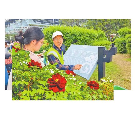 肖建宁双语介绍洛阳牡丹。王怡雯 李晓方 摄