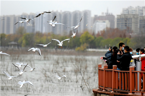 白龟湖畔，游人漫步，飞鸟翩跹。 禹舸 摄