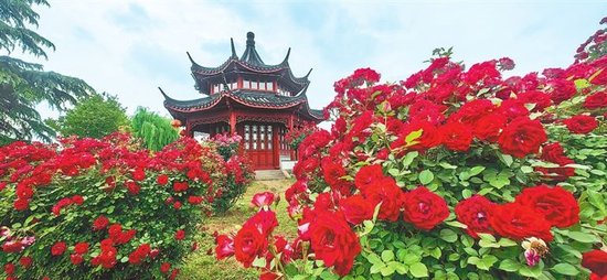 南阳月季美如画。胡涛 摄