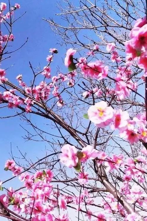 4月1日，2023老君山仙山花海节即将盛大启幕！