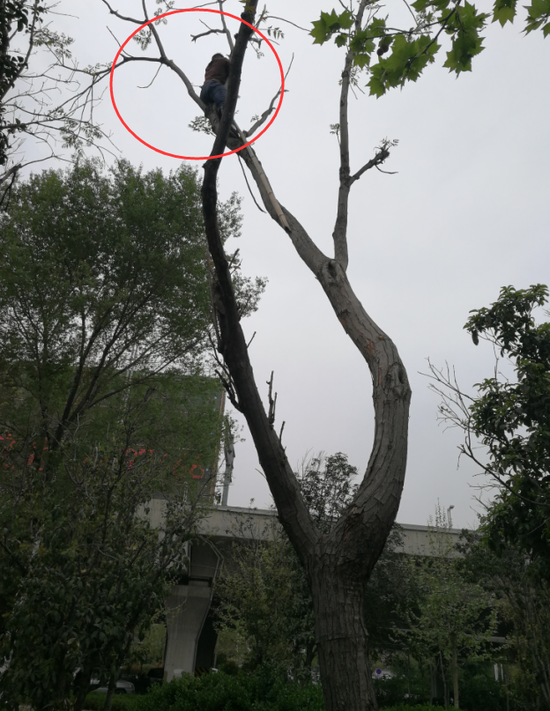 大河報·大河客戶端記者 郭致遠 文圖