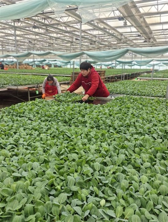 朱菊妮和同事在大棚里工作。受访者供图