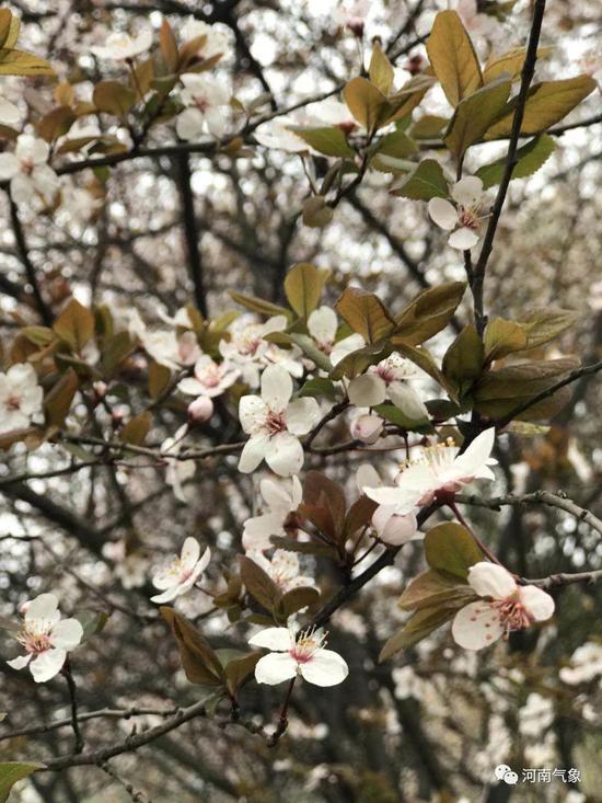 图片摄影:梁澍 时间:19日上午 地点:紫荆山公园