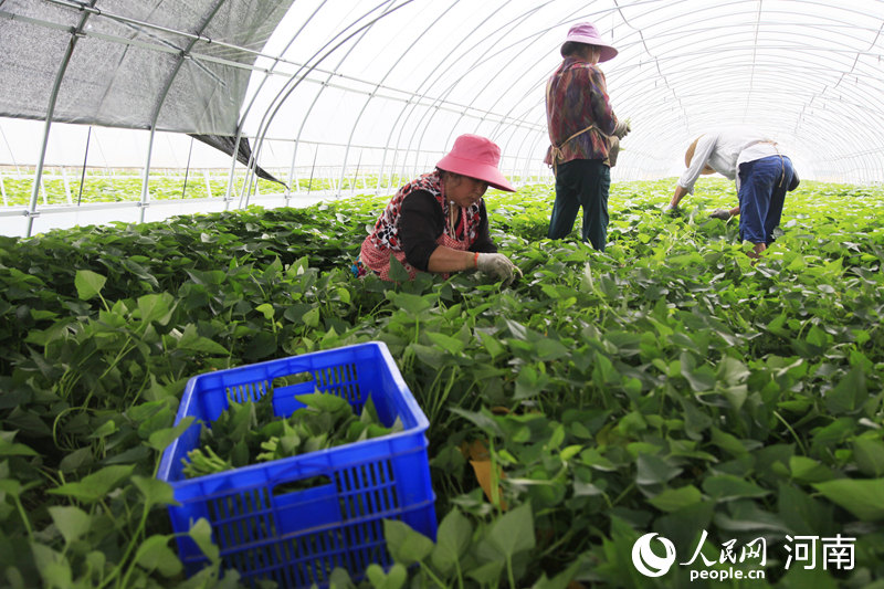 茶庵乡村民在果蔬扶贫产业基地的大棚内劳作 田博文摄