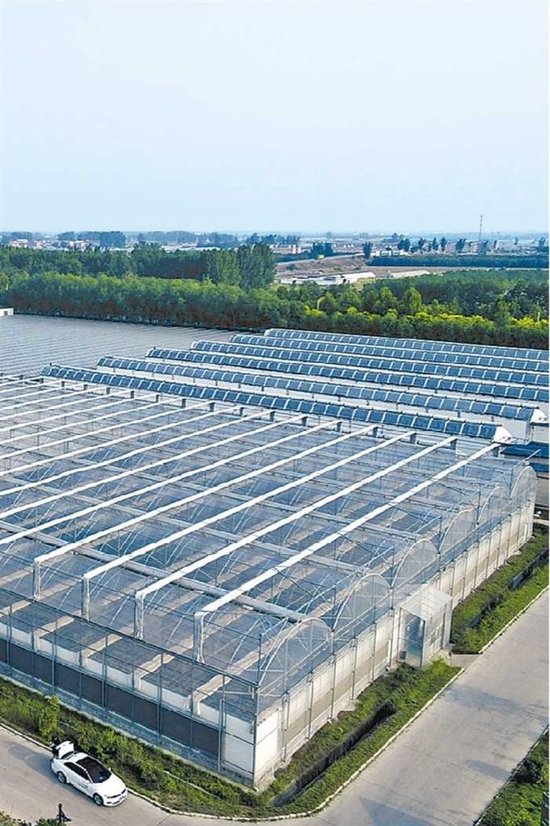 孙庄村农场一角。 受访者供图