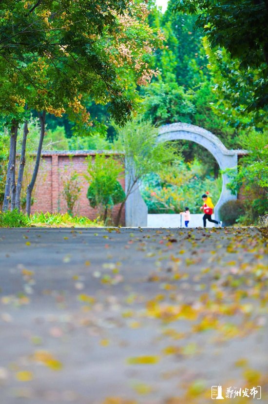 浪漫保留！鄭州這54條“落葉緩掃”道路限時“發放”~