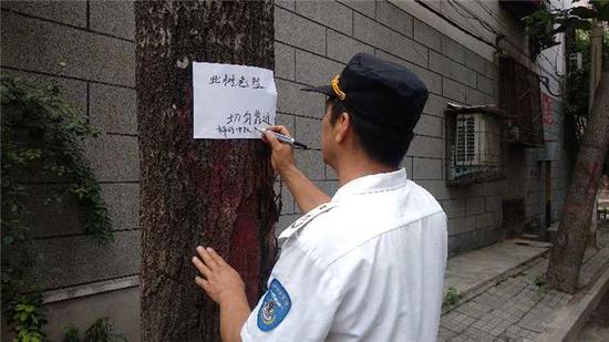 郑州六十年枯树树皮乱掉险伤人 市民呼吁排除隐患
