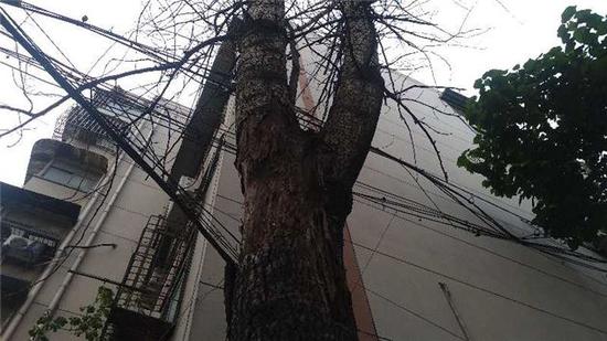 郑州六十年枯树树皮乱掉险伤人 市民呼吁排除隐患