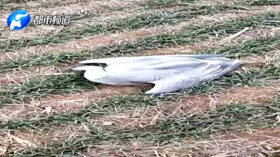 2月5日農歷臘月二十九