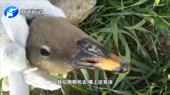 被毒殺的候鳥有大雁,灰鶴,野鴨等