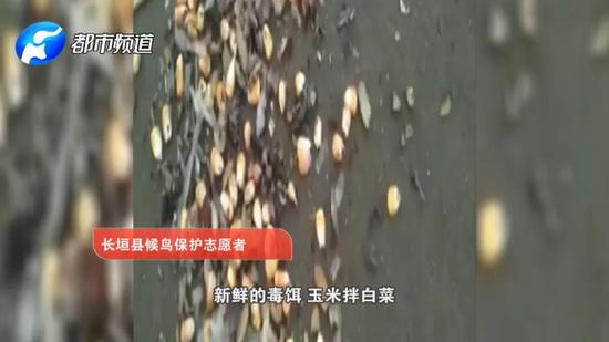 前一天下午投放毒餌